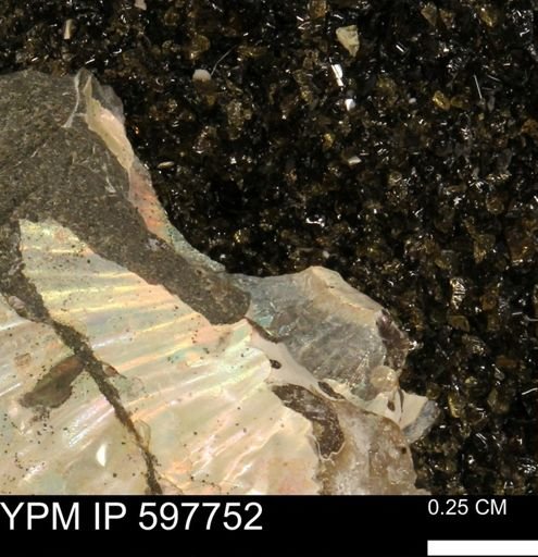 Hoploscaphites?