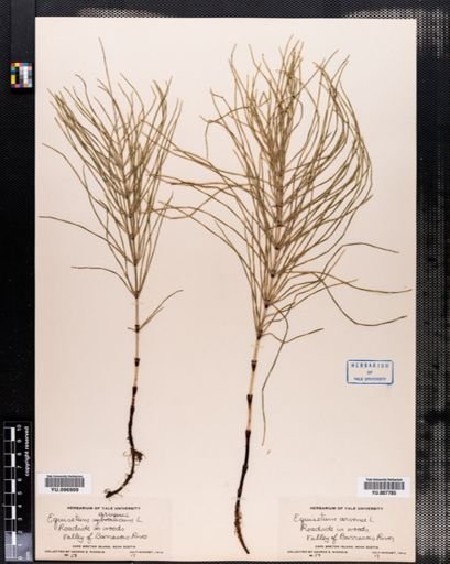 Equisetum arvense