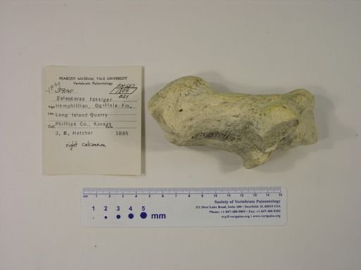 Teleoceras fossiger