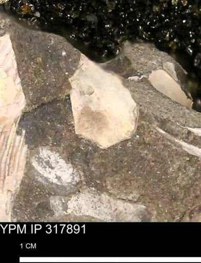undet. Mollusca