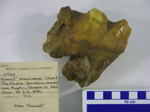 Mammut americanum