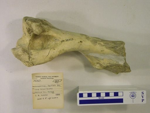 Aphelops malacorhinus
