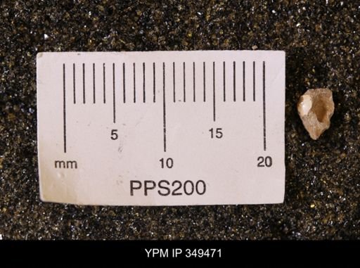 Protocardia sp.