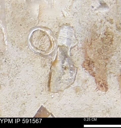 Serpulidae