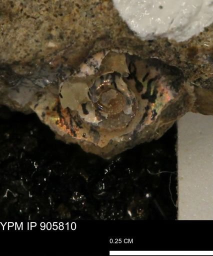 undet. Ammonoidea
