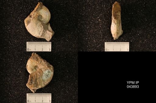 Hoploscaphites nicolletii