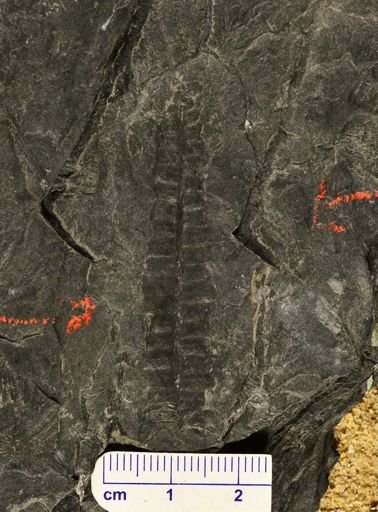 Pecopteris sp.