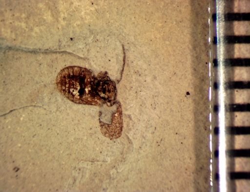 undet. Coleoptera