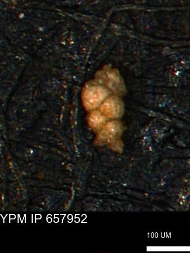 undet. Foraminiferida