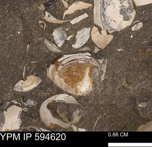 Protocardia sp.