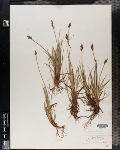 Carex canescens