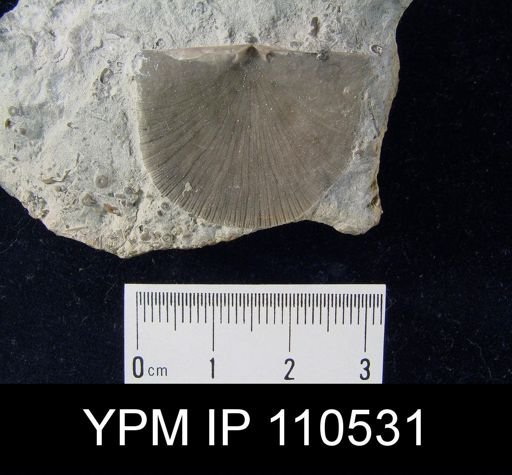 Brachyprion anticostiense
