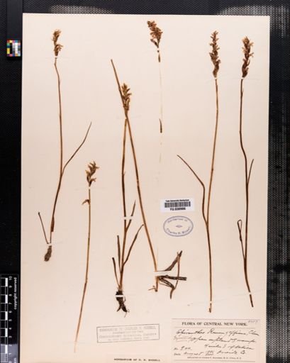 Spiranthes romanzoffiana