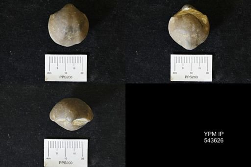 Theodossia hungerfordi