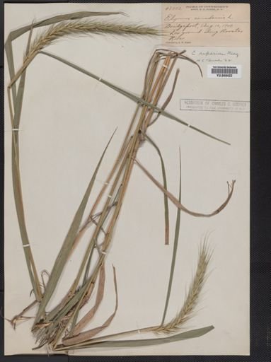Elymus riparius