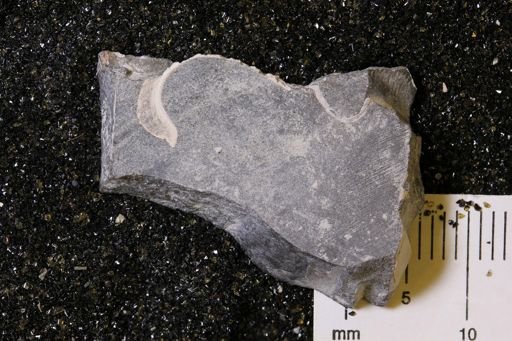 undet. Bivalvia
