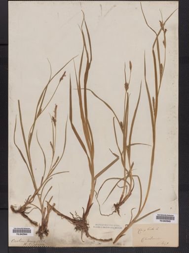 Carex hirta