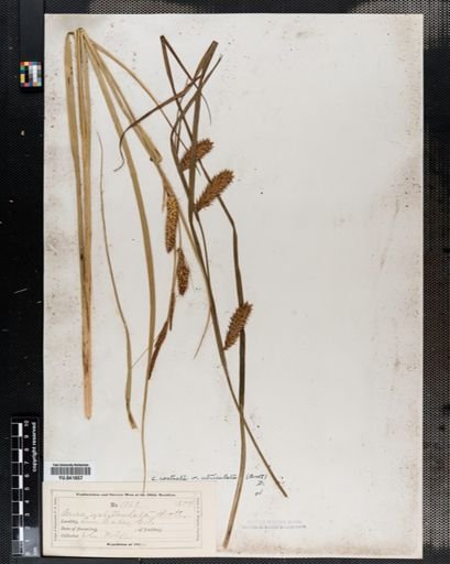 Plantae