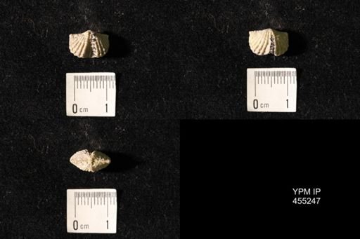 Platystrophia elegantula