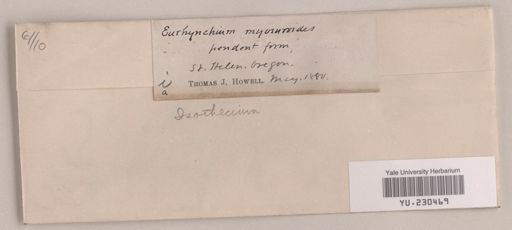 Isothecium myosuroides