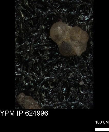 undet. Foraminiferida