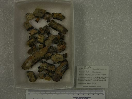 Ectocion osbornianus