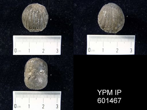 Spinocyrtia granulosa