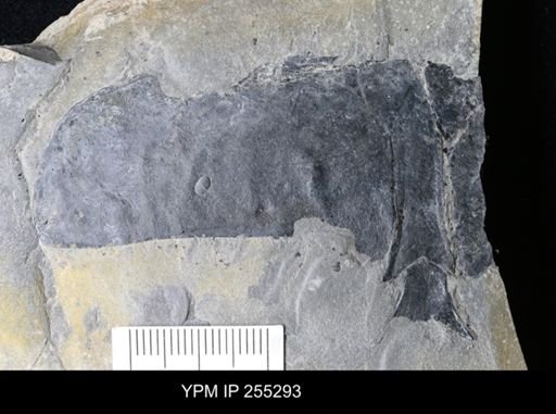 Eurypterida