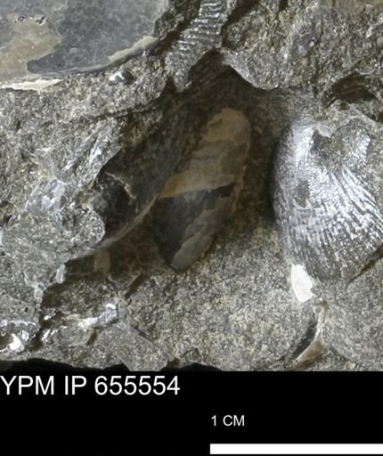 undet. Bivalvia