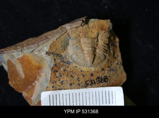 undet. Trilobita