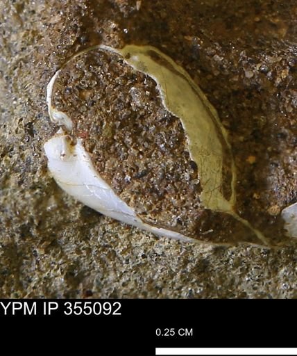 undet. Bivalvia