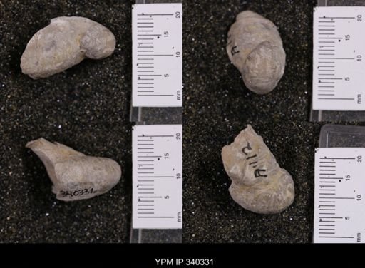 Gryphaea marcoui