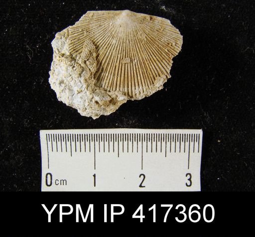 Schuchertella subplana