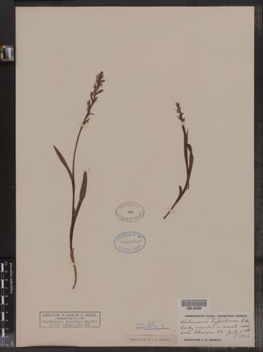 Habenaria hyperborea