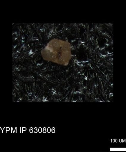 undet. Globigerinina