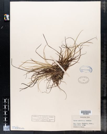 Carex umbellata