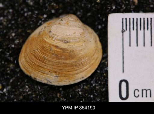 Limopsis striatopunctatus