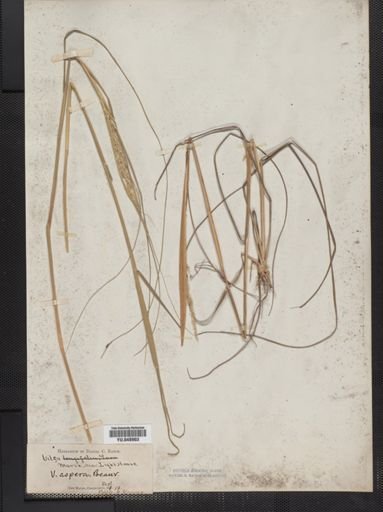 Sporobolus asper