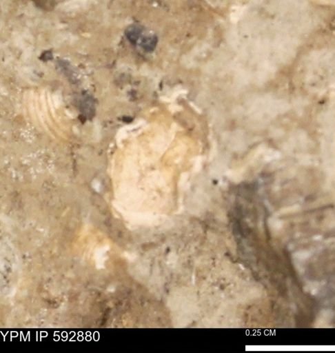 undet. Mollusca