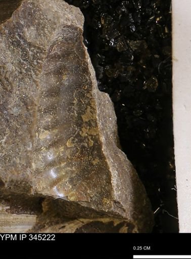 undet. Mollusca