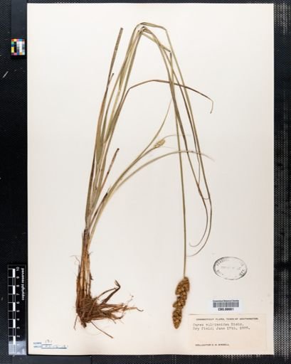Carex