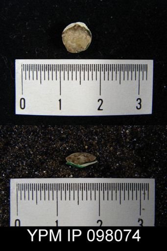Nucleospira ventricosa