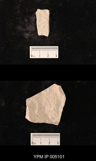 Permentomum tenuiforme