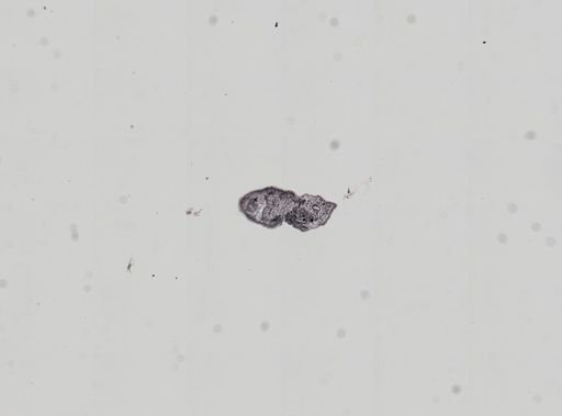 Plagiostomum whitmani