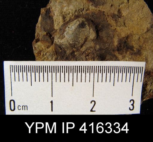undet. Discinoidea