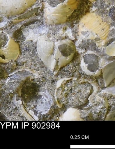 Corbulamella gregaria