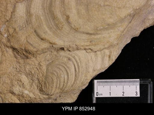 Inoceramus sp.