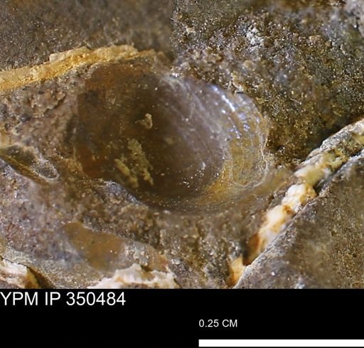 Limopsis striatopunctatus
