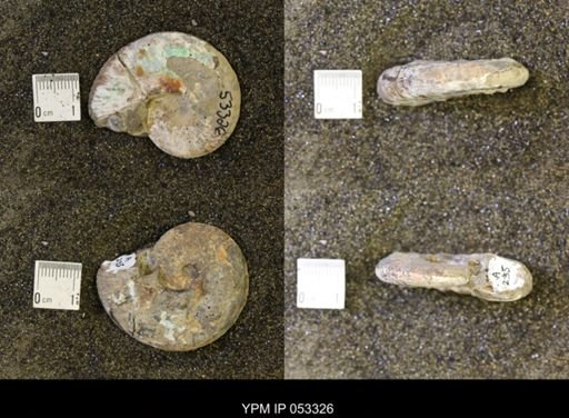Discoscaphites conradi