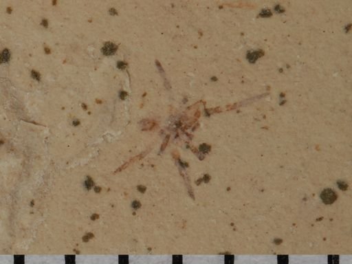 Araneae?